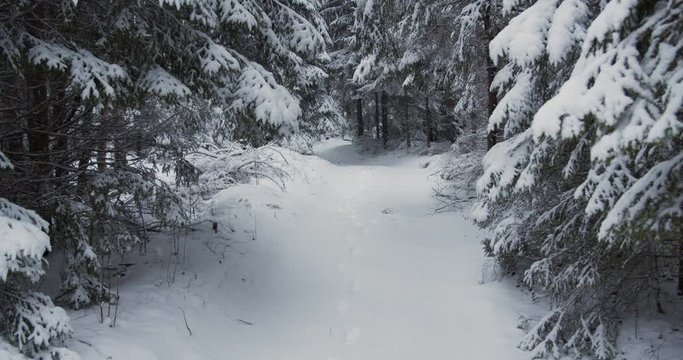 Snow covered path in winter forest dolly shot