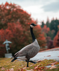 Single black Goose walking on side road in public park