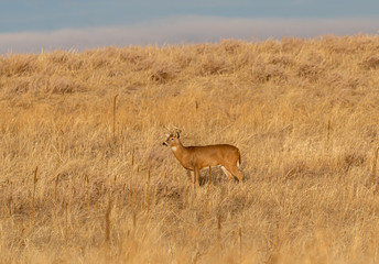 Naklejka na ściany i meble Buck Whitetail Deer in Colorado During the fall Rut