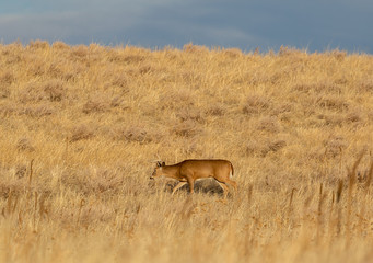 Buck Whitetail Deer in Colorado During the fall Rut