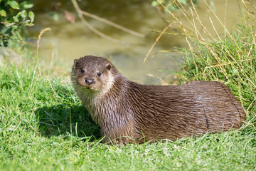 Eurasian Otter (Lutra lutra)