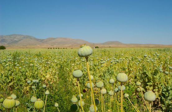Mohn, Mohnk&Atilde;&para;pfe, Opium, Medizin