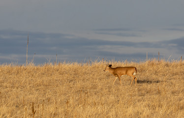 Buck Whitetail Deer in Colorado During the fall Rut