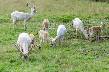 Obraz na płótnie Canvas A herd of Fallow Deer (Dama dama) grazing in Surrey