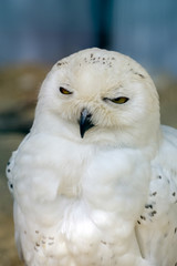 Obraz premium Snowy Owl (Bubo scandiacus)