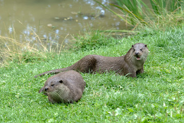 Eurasian Otter (Lutra lutra)