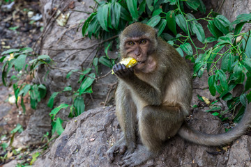 Wild monkey sitting on a stone and eat corn. Thailand