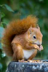 Fototapeta premium Eurasian Red Squirrel (Sciurus vulgaris) eating a nut