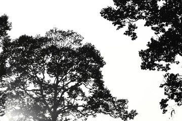 The shadow of the tree