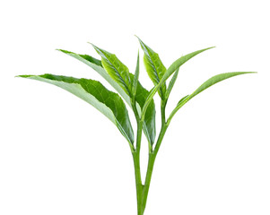 Obraz premium Young green tea leaves Isolated on a white background. Top view