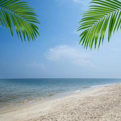 Sumer tropical beach palm background