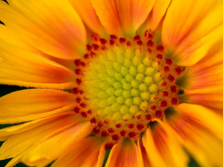 Close-up view of a yellow and orange Gazania flower