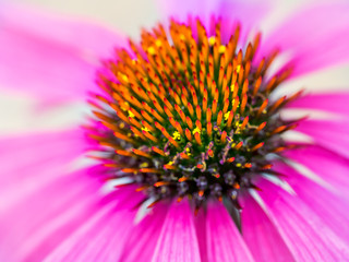 Macro shot of a Pink Echinacea flower head