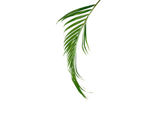 Green palm leaf isolated on white