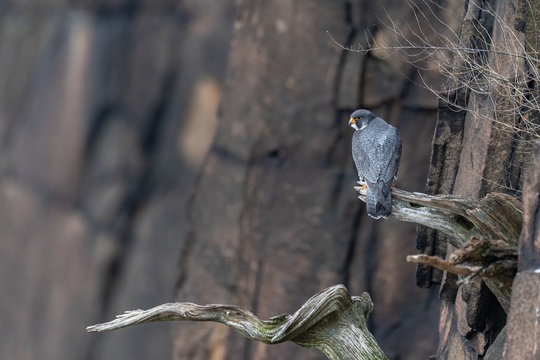 A Peregrine Falcon Perched On A Cliff.