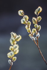 willow flowers in warm sunset light