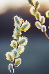 willow flowers in warm sunset light