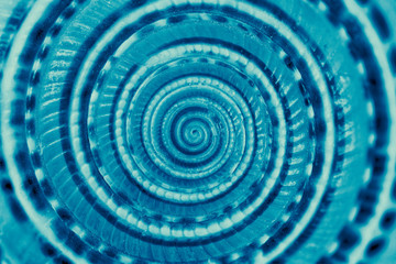 Blueprint, close-up of the spiral of a seashell.