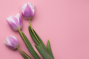 Fototapeta premium Colorful photo of fresh spring flower tulips over pink background. Happy Easter and Mothers Day card.