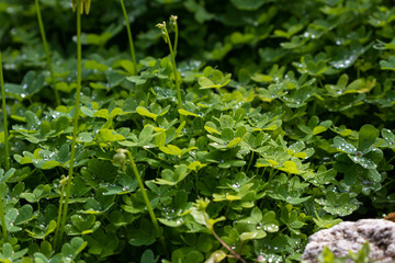 Drops  of dew on the leaves of green grass with blooming flowers in the early morning in the rays of the rising sun