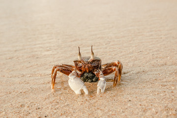Sand crab at sunrise on the beach of Phuket, Thailand