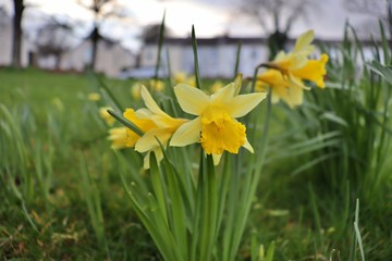 daffodils in spring