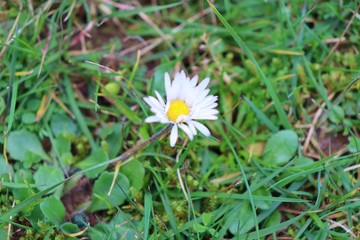 daisy in green grass