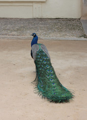 Peacock on its back with tail not extended