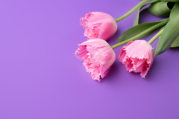 Colorful photo of fresh spring flower tulips over purple background. Happy Easter and Mothers Day card.