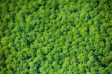 Aerial view of forest during