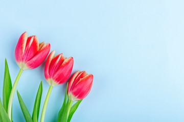 Greeting card with frame from fresh tulips on blue background. Women's, Mother's, Valentine's day, birthday and other events background. Flat lay mockup for your lettering or copy space for text