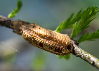 Carolina Mantis Ootheca on a branch along the nature trail in Pearland!