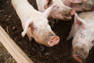 Domestic pigs on a farm