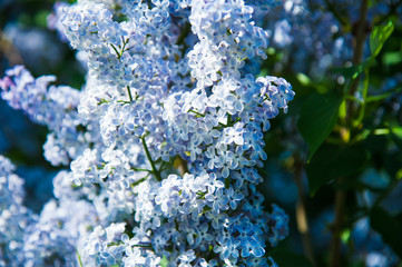 Spring branch of blossoming lilac