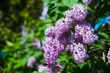 Spring branch of blossoming lilac