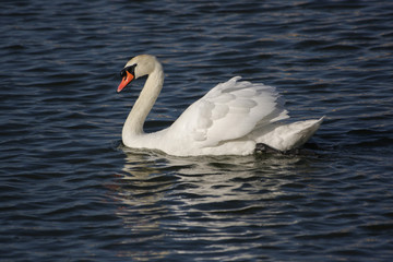 Black swan on a pond. Close-up