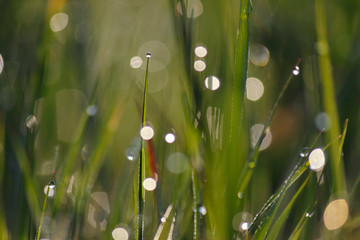 Morning dew on the plant in soft focus. Shallow depth of field