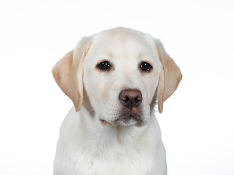 Cute Labrador puppy dog portrait. Image taken in a studio with white background.