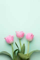 Colorful photo of fresh spring pink flower tulips over cyan background. Happy Easter and Mothers Day card.