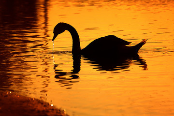 Dark swan silhouette at sunset. Close-up © Oleh