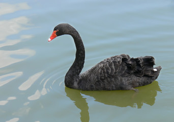 Naklejka premium Black swan on a pond. Close-up