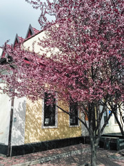 Tree with pink flowers on a background of a house