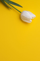 Fototapeta premium Colorful photo of fresh spring white flower tulips over yellow background. Happy Easter and Mothers Day card.