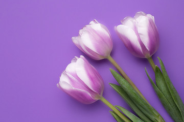 Obraz na płótnie Canvas Colorful photo of fresh spring flower tulips over purple background. Happy Easter and Mothers Day card.