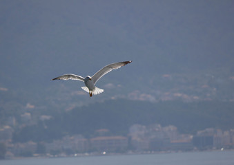 Fototapeta na wymiar Seagull flying over the sea blue sky