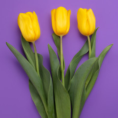 Colorful photo of fresh spring yellow flower tulips over purple background. Happy Easter and Mothers Day card.