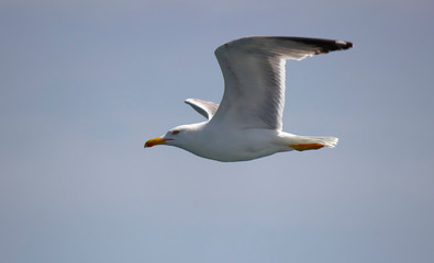 Seagull flying over the sea blue sky