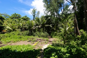 Fototapeta na wymiar Forêt tropicale, La Digue, Seychelles