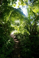 Forêt tropicale, La Digue, Seychelles