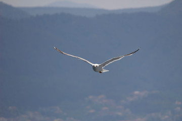 Seagull flying over the sea blue sky